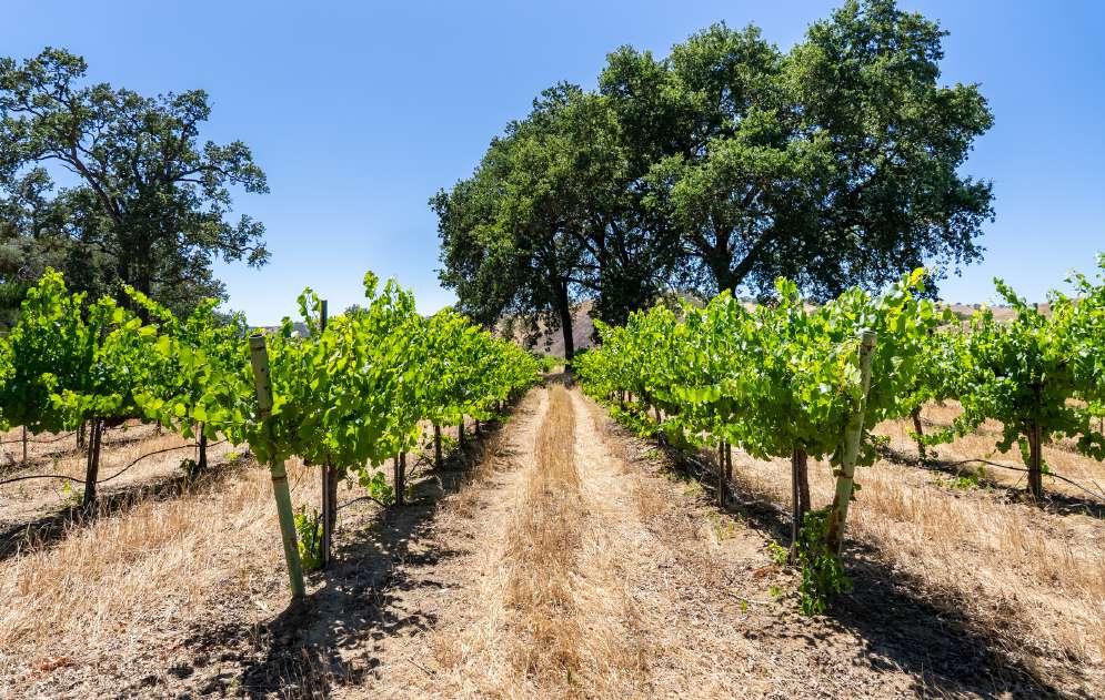 Joseph Vineyard | 76987 Nacimiento Lake Drive