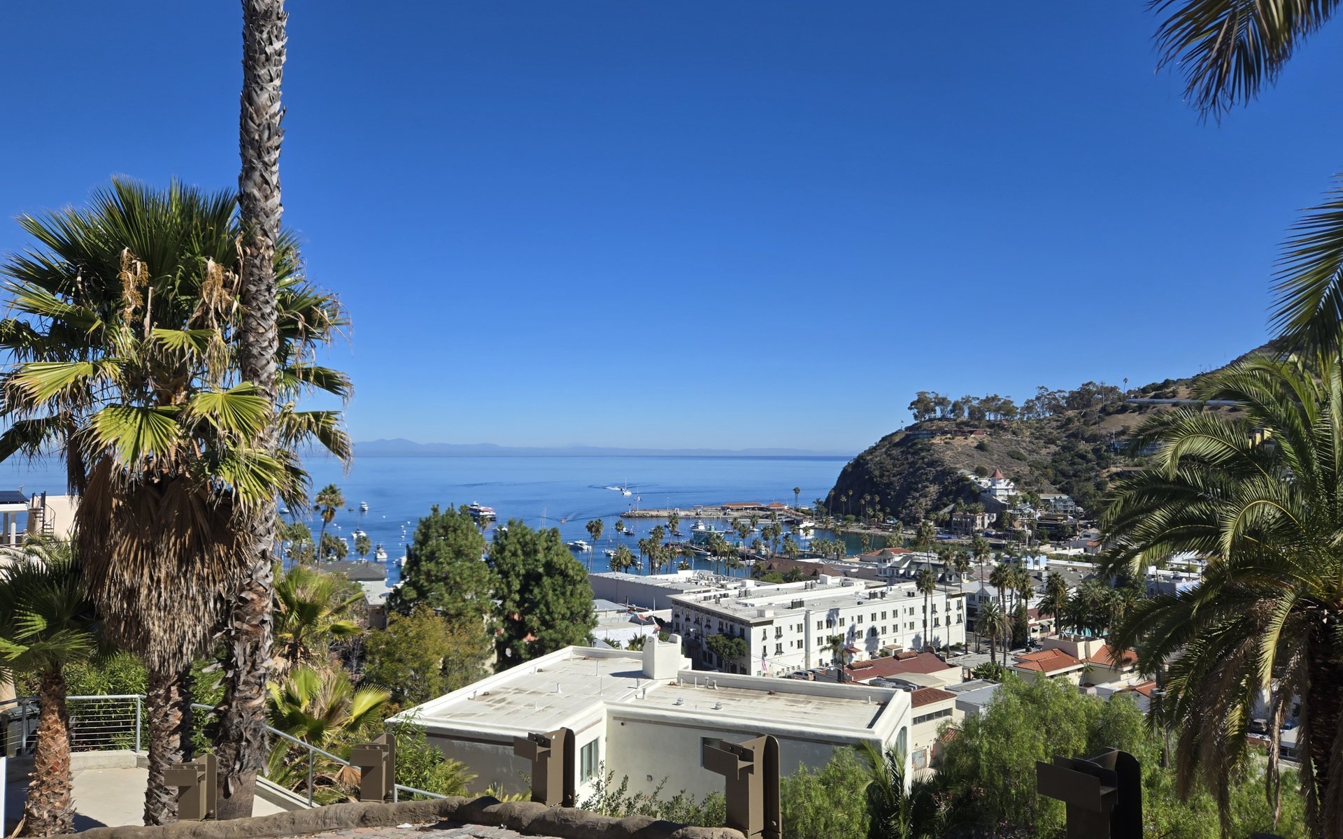 Avalon homes and palms overlooking the harbor