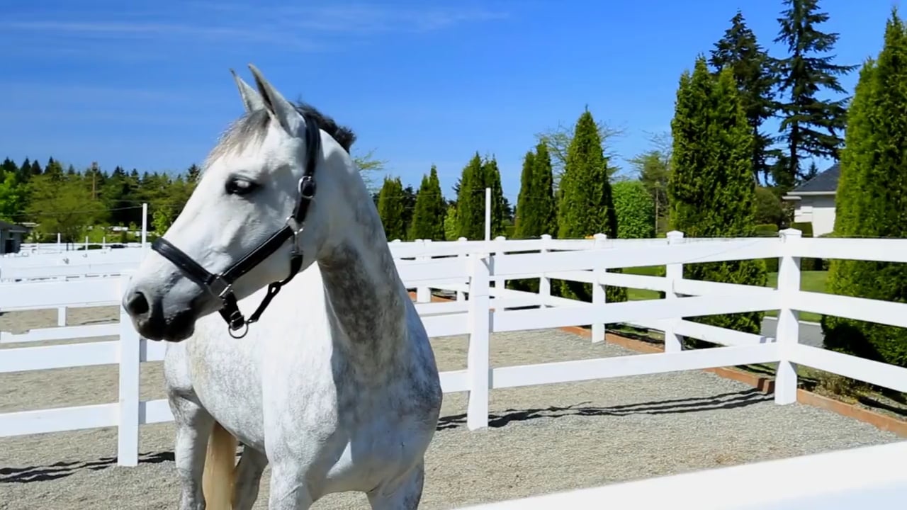 KGF Equestrian Center in Kirkland, WA