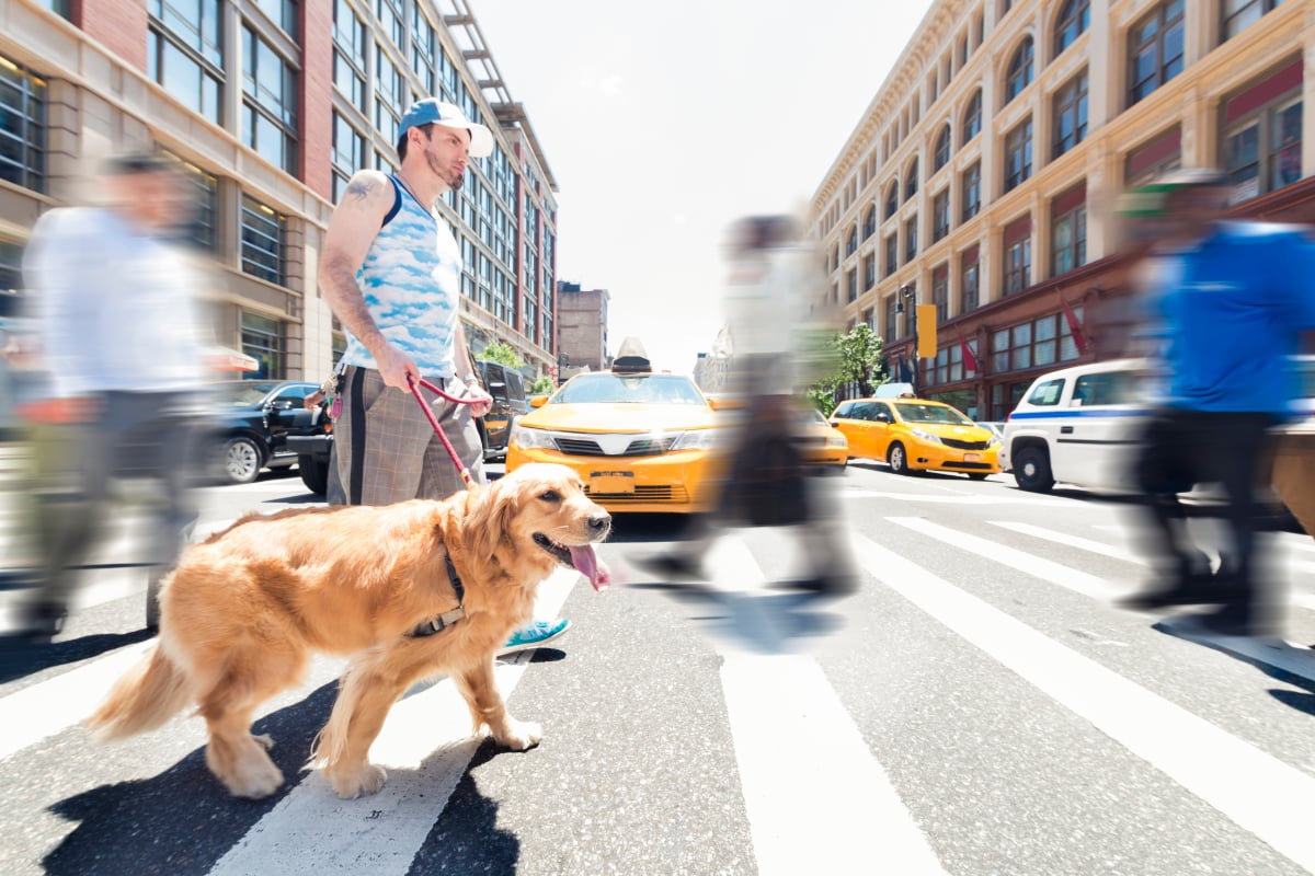 Pet-Friendly Living in New York City