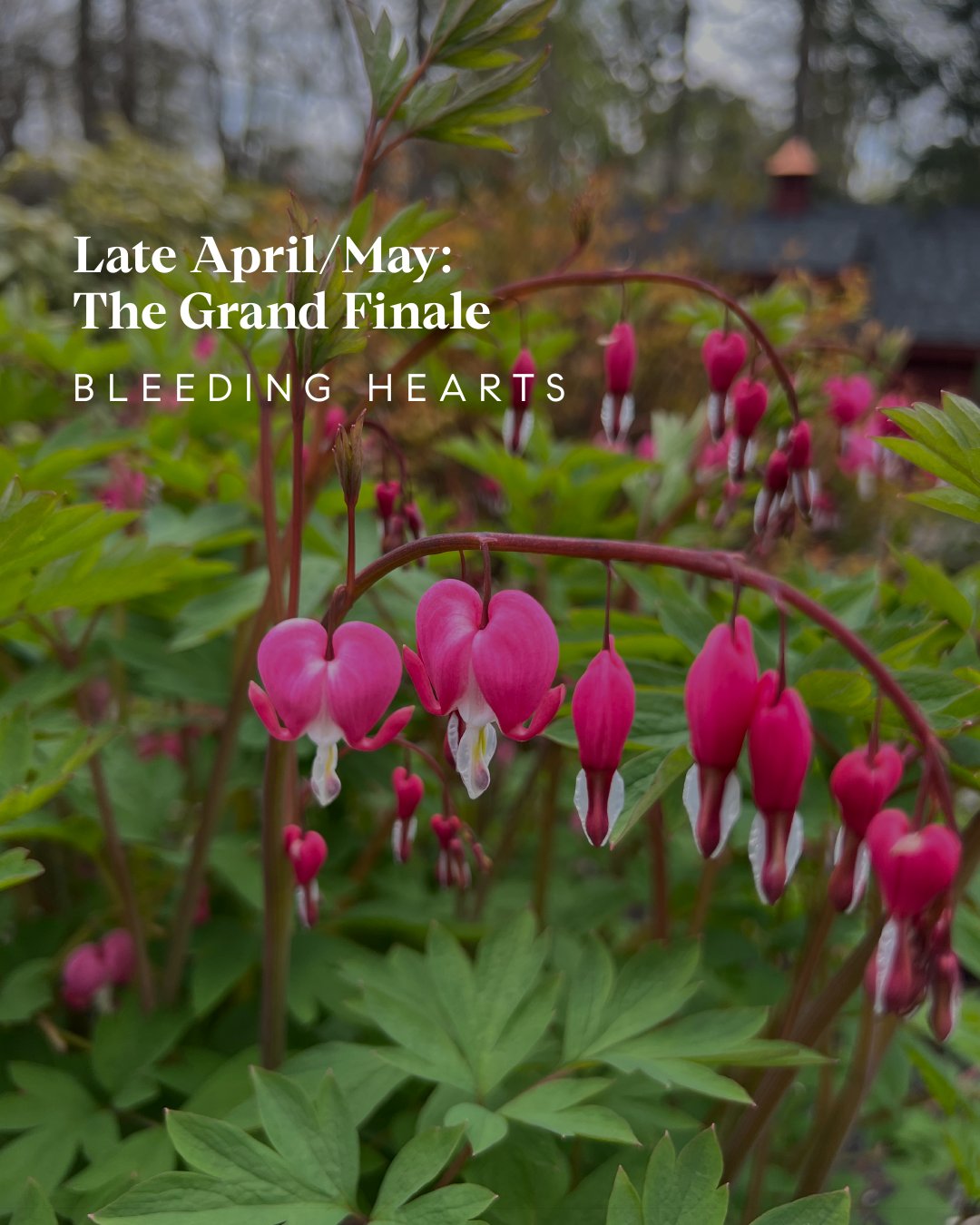 Spring Bloom Guide - Westchester County, NY + Fairfield County, CT