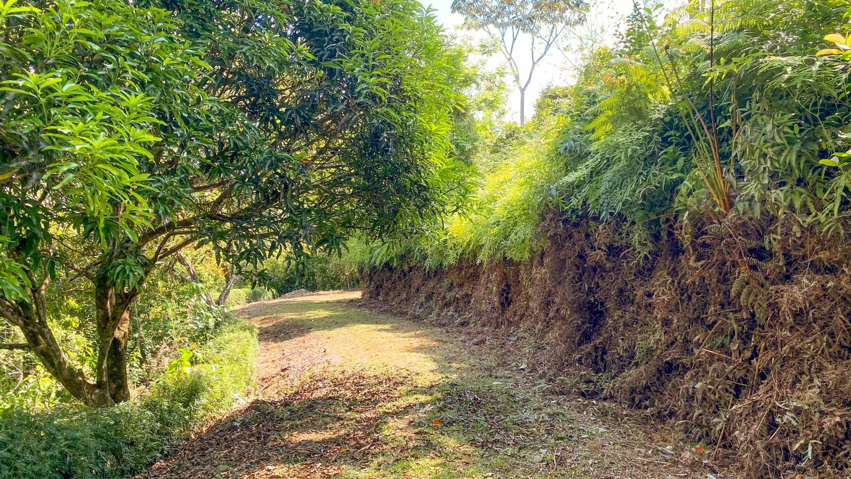 32-Acre Self-Sustainable Off-Grid Farm Near Ojochal with House, Solar Power & River