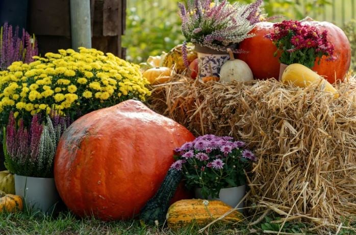Fall display of pumpkins and colorful chrysanthemums arranged on hay bales.