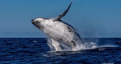 WHALE-WATCHING SEASON