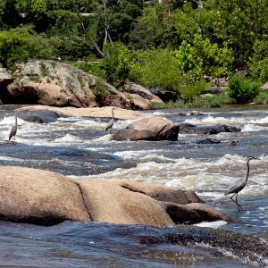 Rocky river rapids bordered by green trees and shrubs.