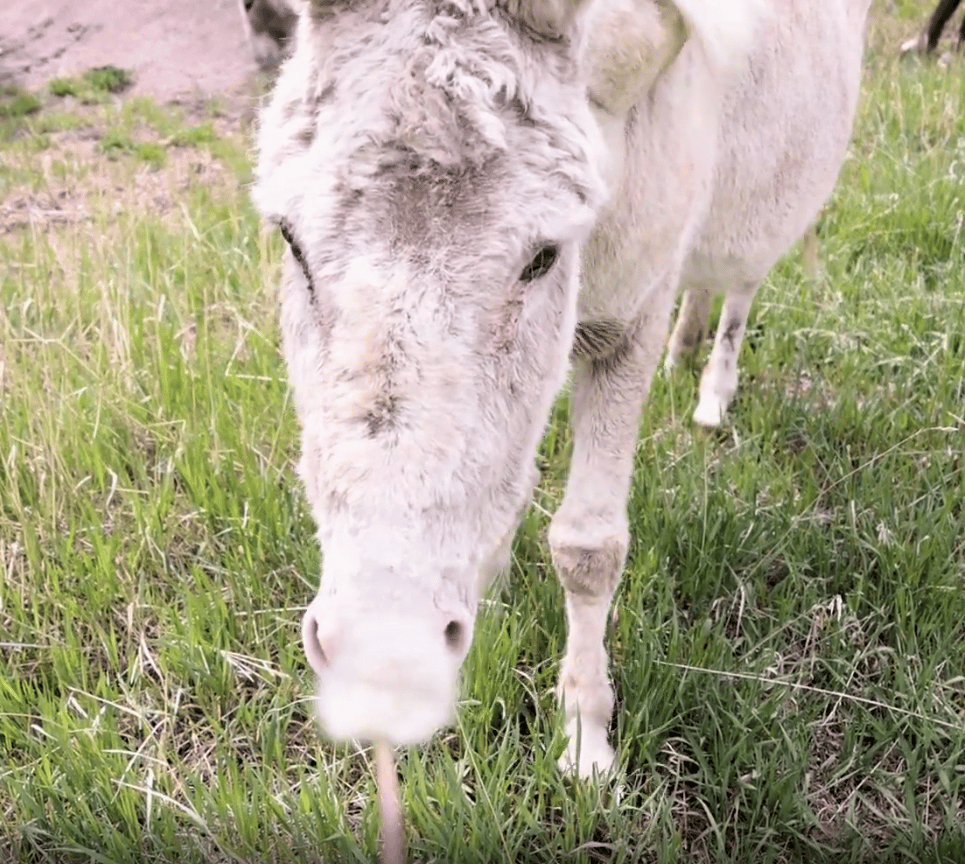 A Colorado Classic: Inside Cripple Creek’s Donkey Derby Days
