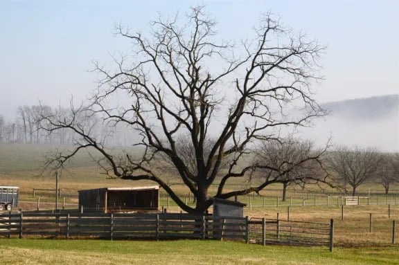 Life in the Country!