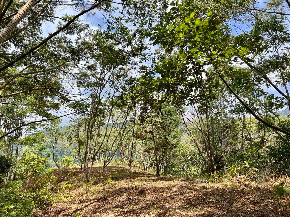 Eco-Luxury Home and Cabins with Waterfall, Ocean Views, and Organic Farming Potential