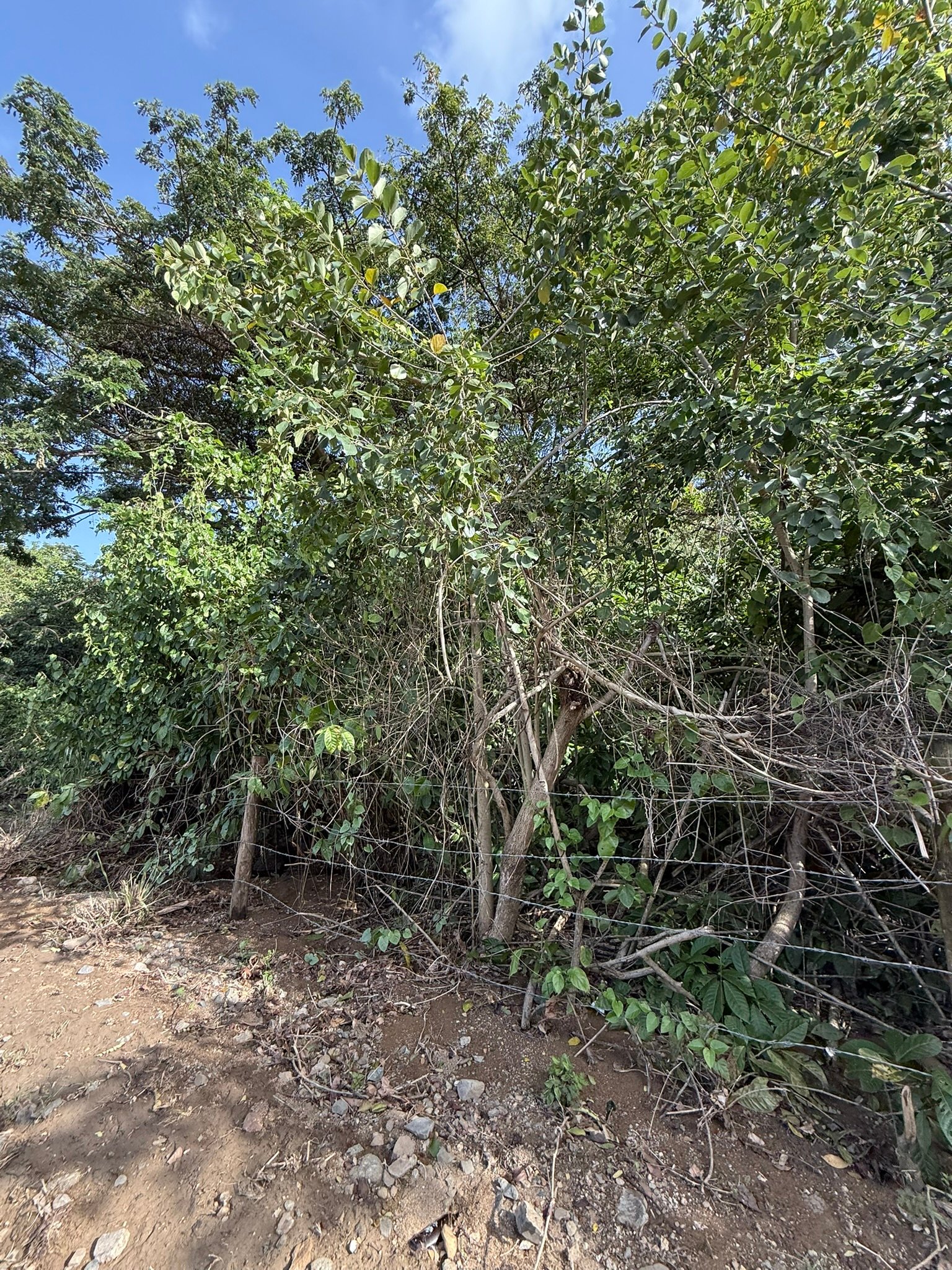 1081 Josiah's Bay 1 Acre Land