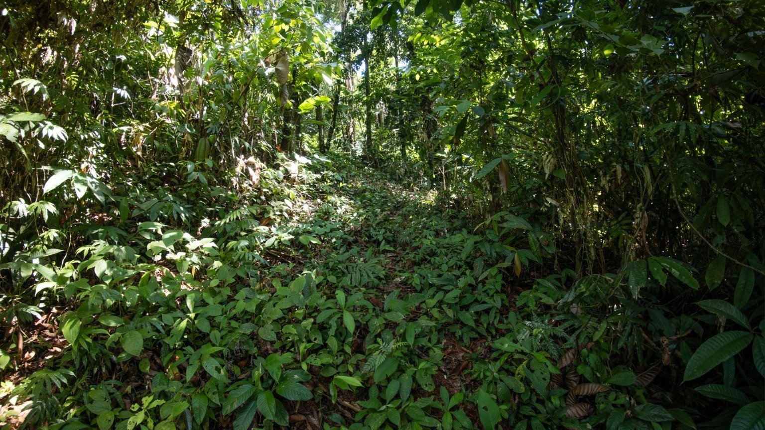 Tropical Sanctuary Above Uvita: 5-Acre Jungle Estate with incredible Mountain Views