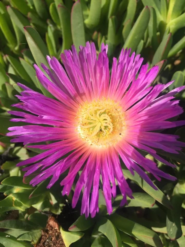 Magenta desert flower with a yellow center among thick green succulent leaves.