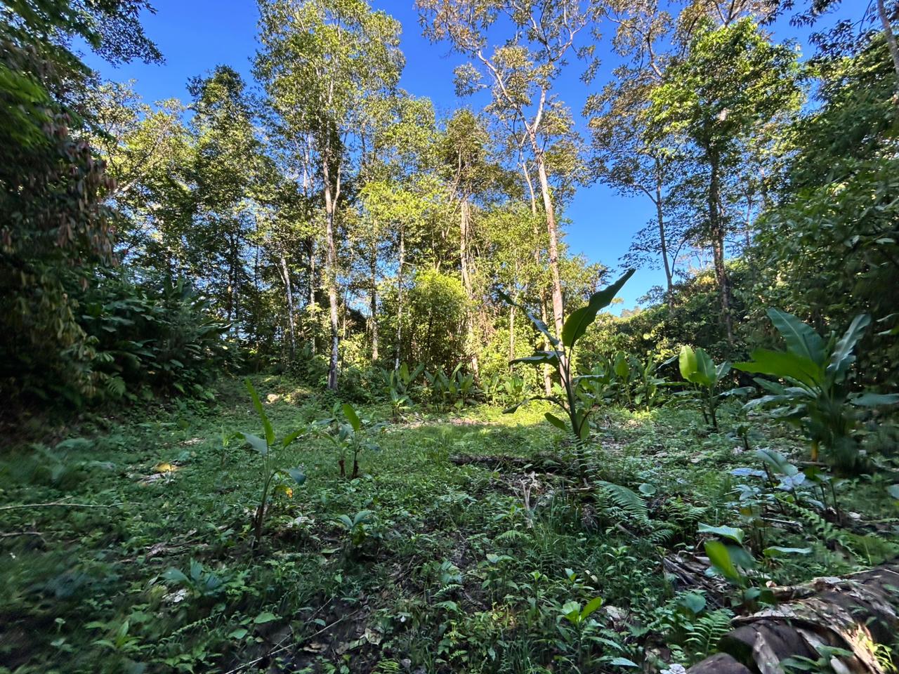 Amazing Jungle Lot in Uvita