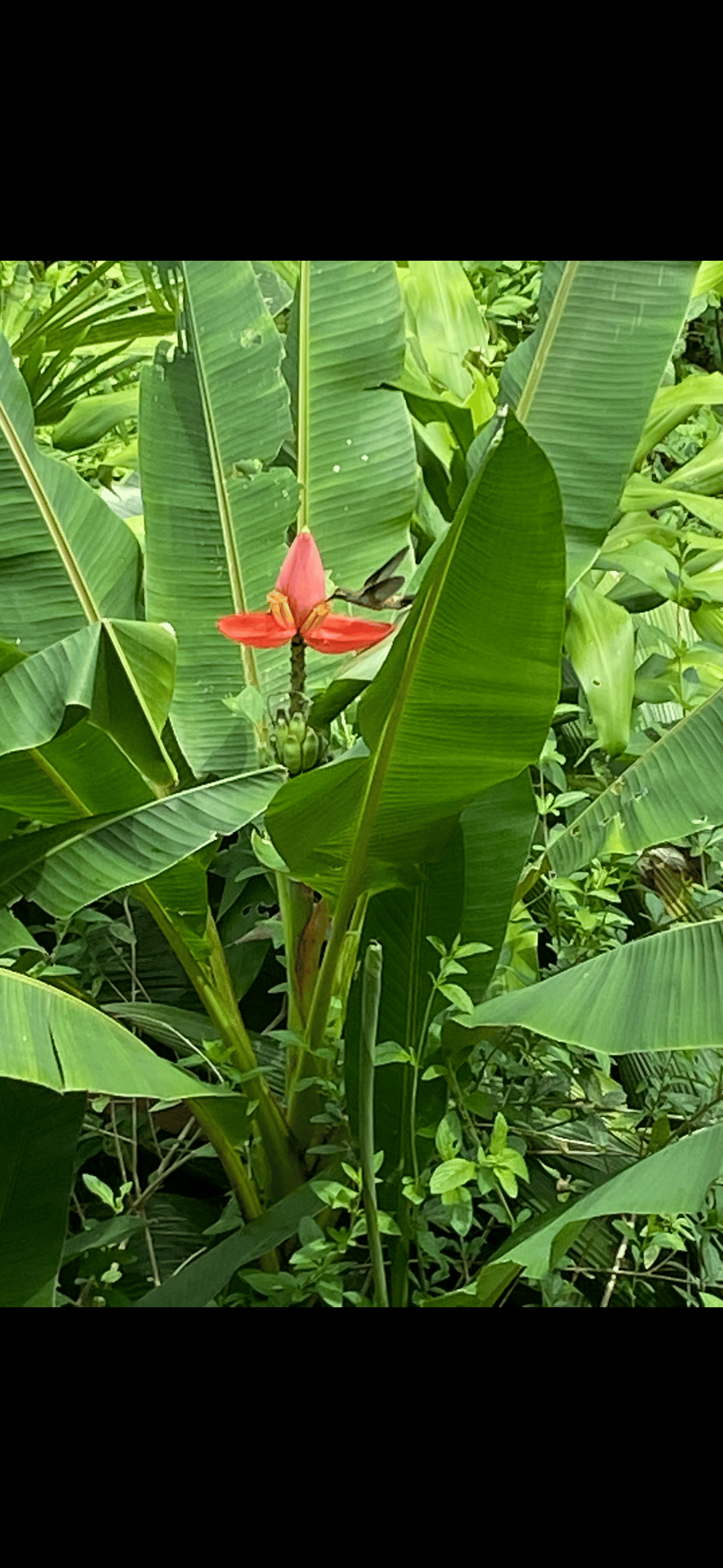 Build Amidst Untouched Jungle & Mountain Vistas | Ocean-View Estate with Fruit Orchards + Casita Design Your Vision in Tres Rios, Costa Rica