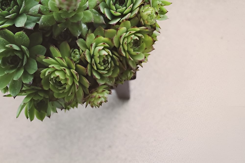 DIY Guide: Concrete Plant Stool