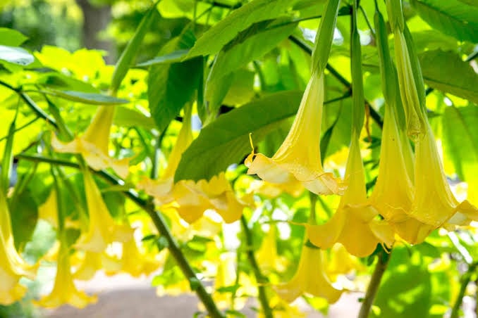 Yellow angel trumpet flowers hanging among green foliage in dappled sunlight