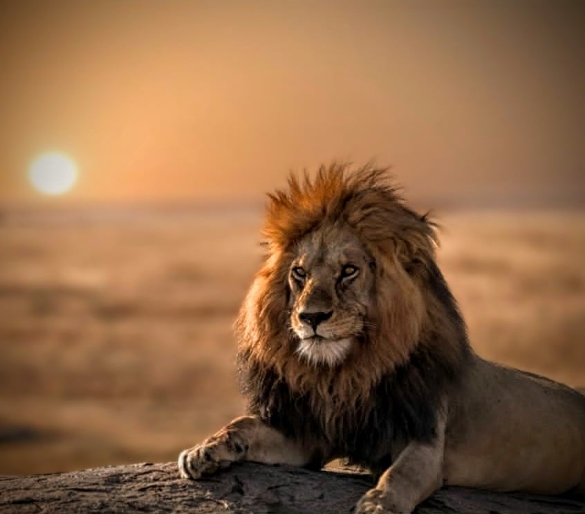 Why Cape Town's Hidden Safari Experiences Are Redefining African Wildlife Adventures 