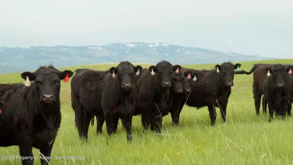 Black cattle graze in a green pasture with snow-patched mountains in the distance.