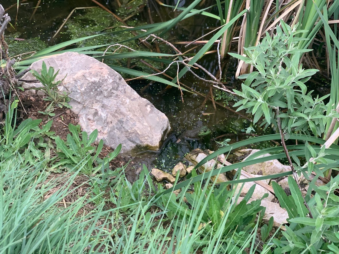 Fountain Creek Nature Center: A Must-Visit Outdoor Escape Near Colorado Springs