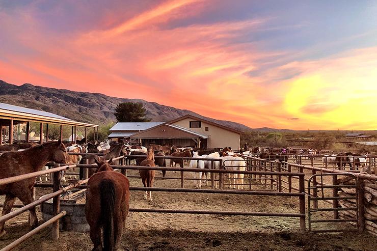 Equestrian Lifestyle 
