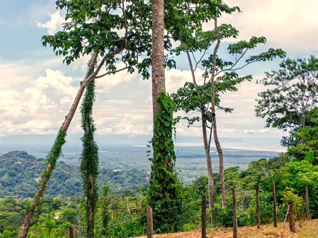 0.46 ACRES – Ocean View Land With Ready To Build Site, 2 Minutes Away From El Pavon Waterfall, Utilities On Site & Virgin Forest!!!