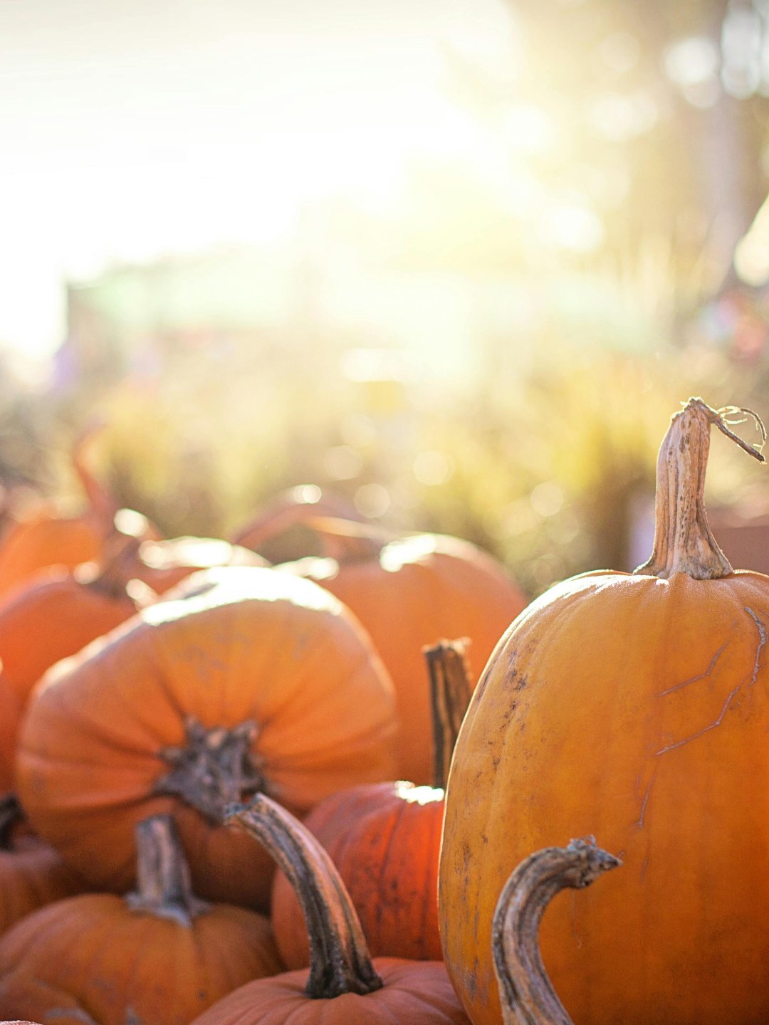 Discover Snohomish in the Fall