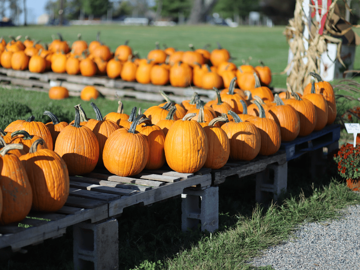Fall Festival Pumpkins