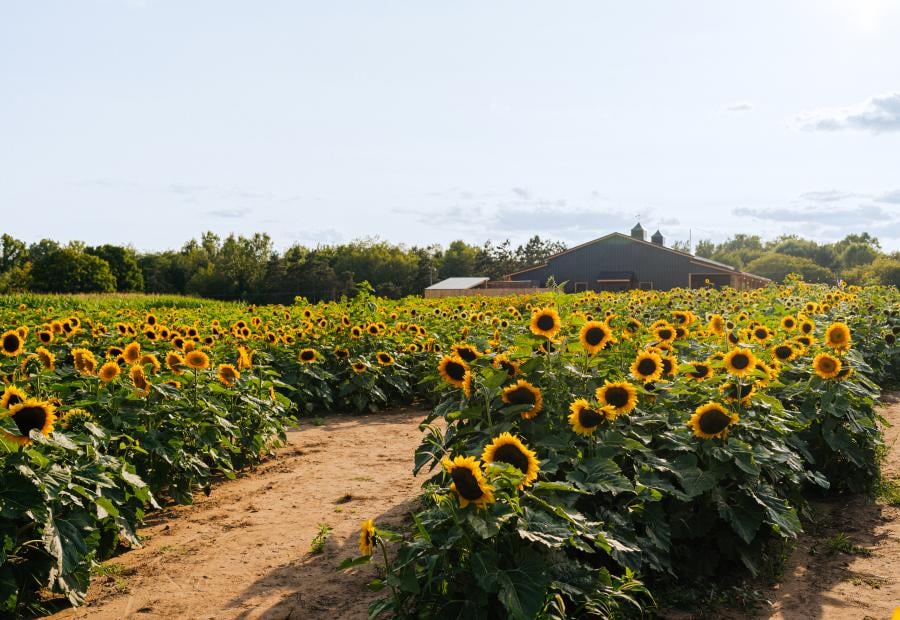 Sunflower field in Caledonia, Michigan with a dirt path leading toward a barn under a clear sky.