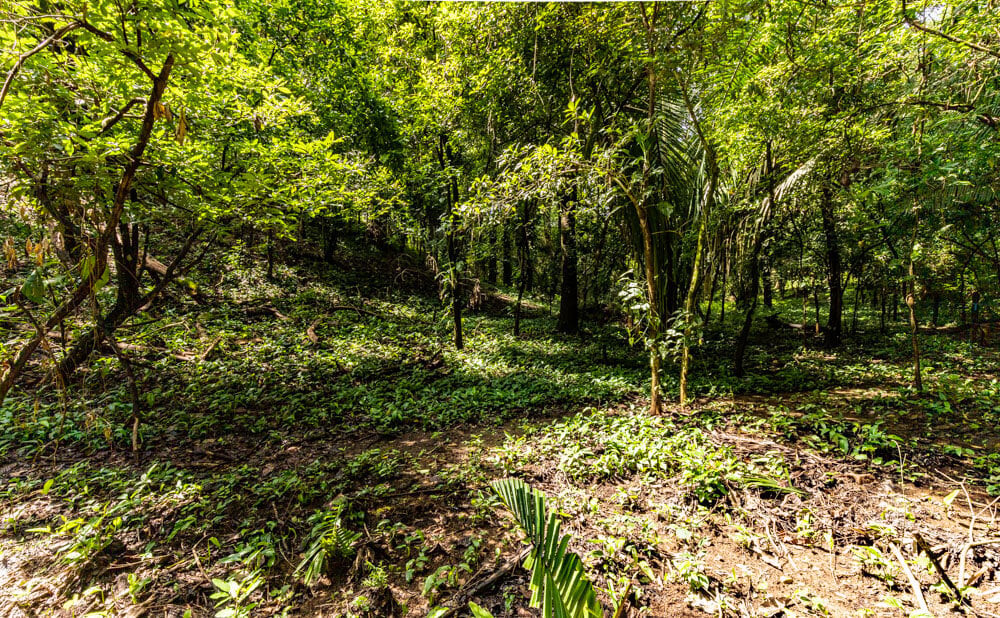 Wooded Jungle Building Lots, Nosara, Guanacaste
