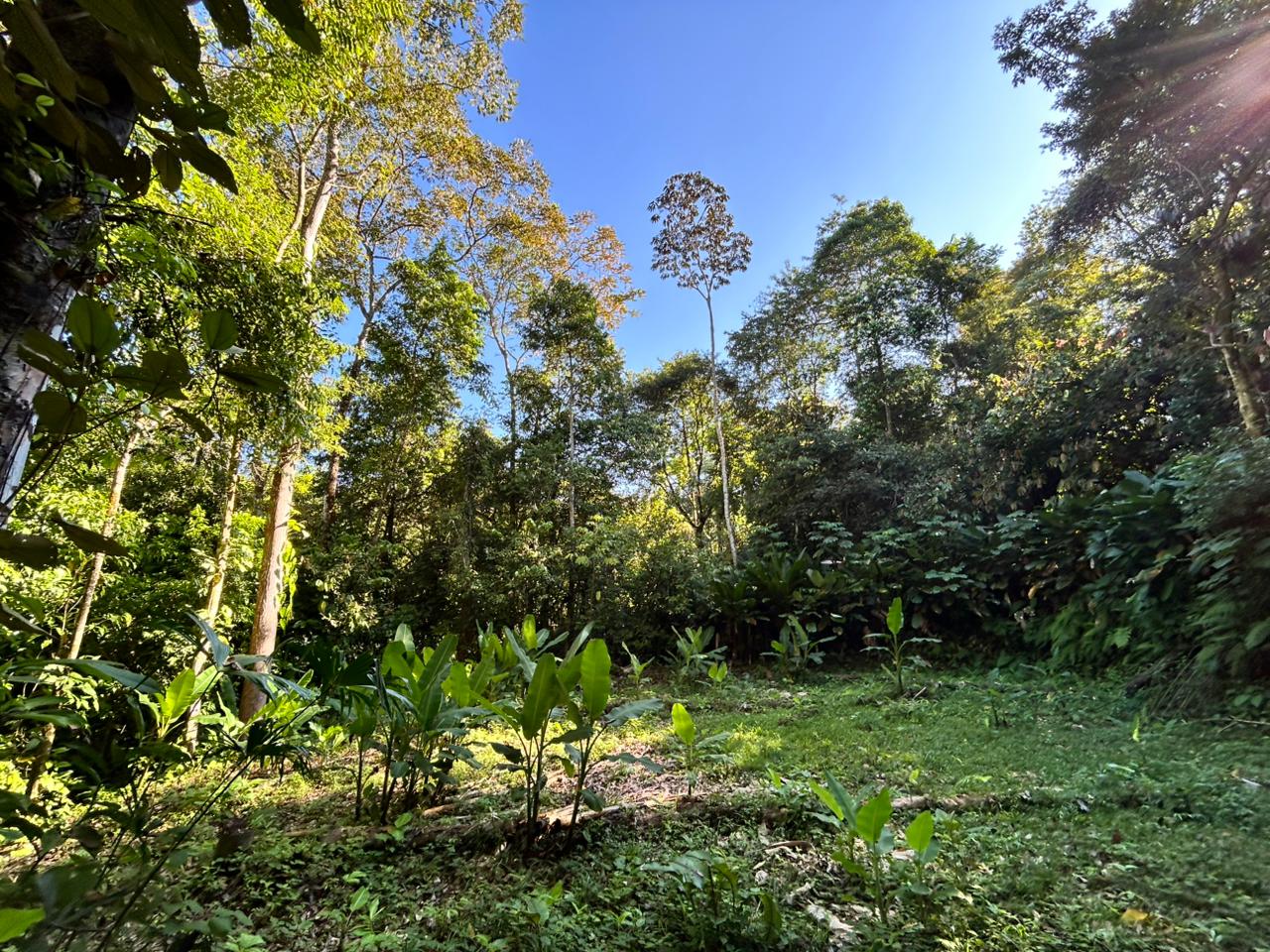Amazing Jungle Lot in Uvita