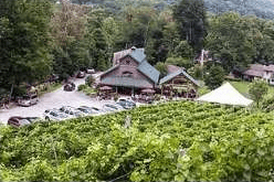 Vineyard below a winery complex, with wooded mountain slopes in the background.
