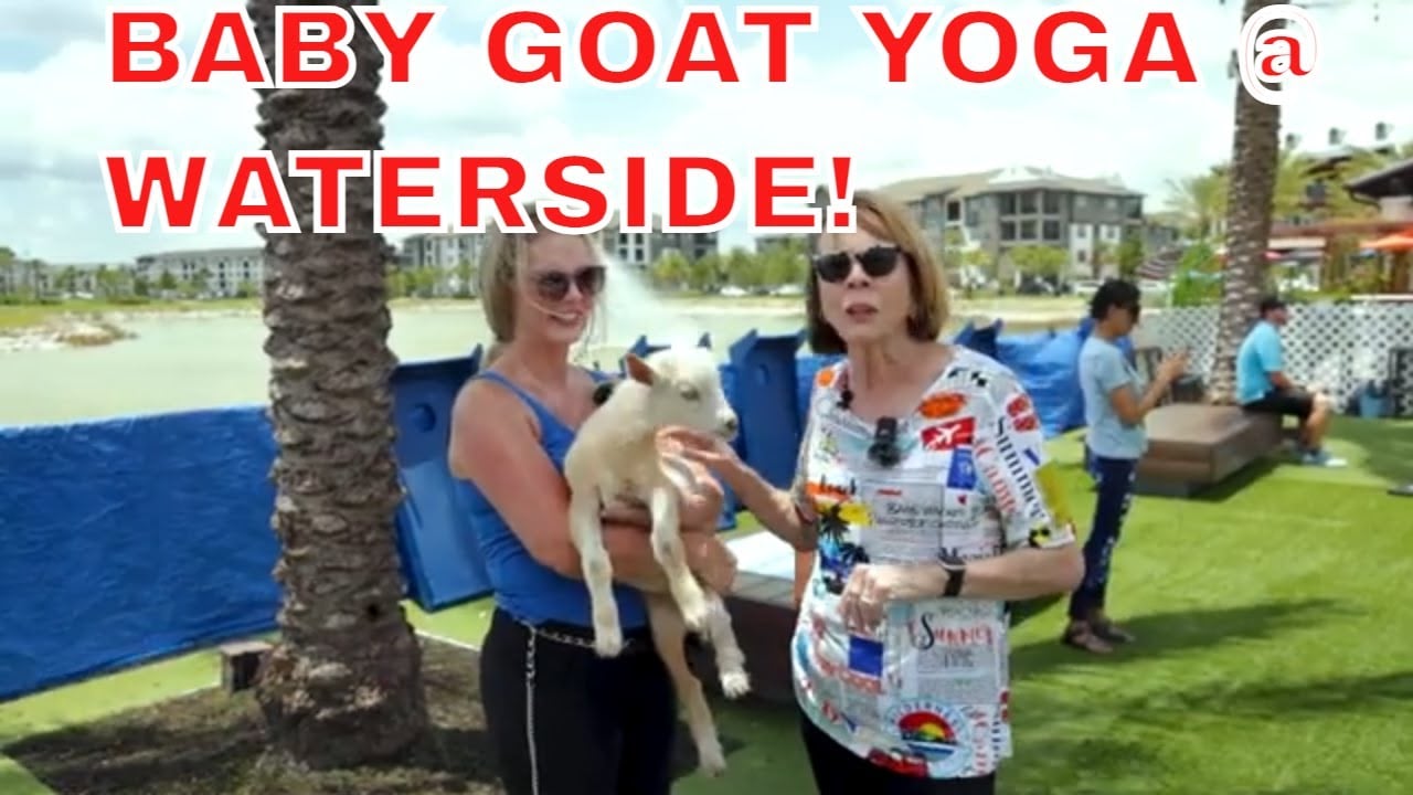 I Never Knew How Much I Needed Goat Yoga - American Dream TV
