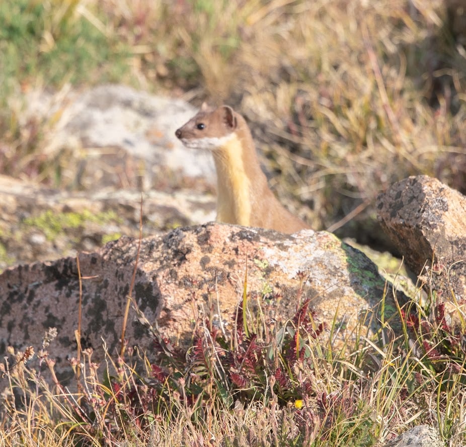Where the Road Meets the Sky: Driving Trail Ridge Road