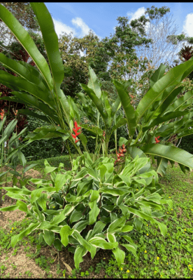 Build Amidst Untouched Jungle & Mountain Vistas | Ocean-View Estate with Fruit Orchards + Casita Design Your Vision in Tres Rios, Costa Rica