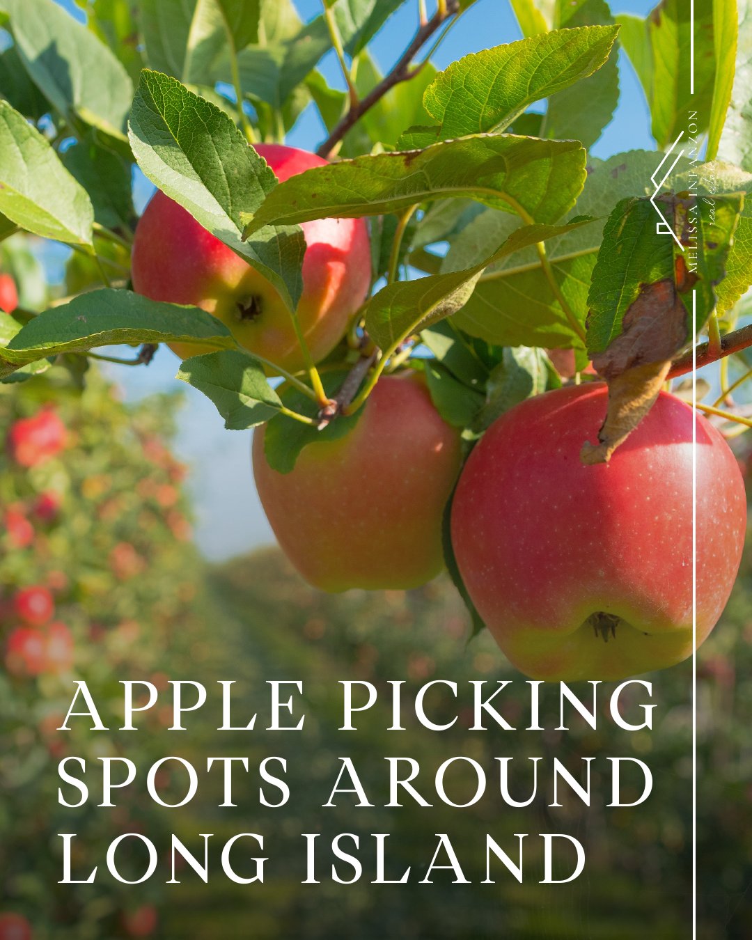 Apple picking spots around Long Island