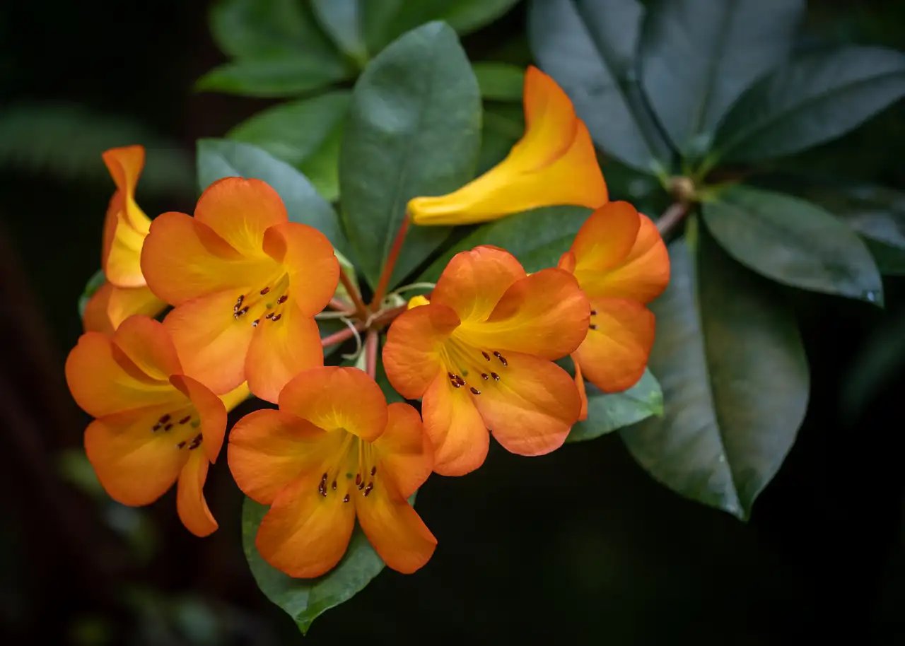 A cluster of bright orange rhododendron flowers with dark stamens at their centers, surrounded by deep green leaves, some of which are blurred in the background.
