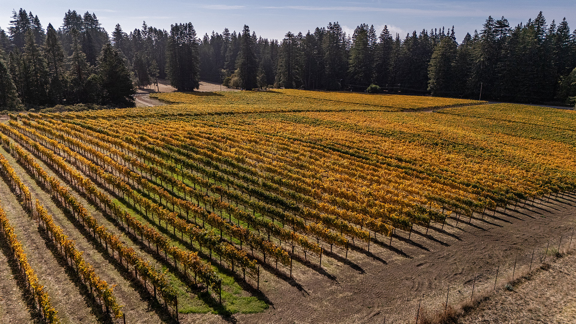 Santa Cruz Vineyard & Horse Property