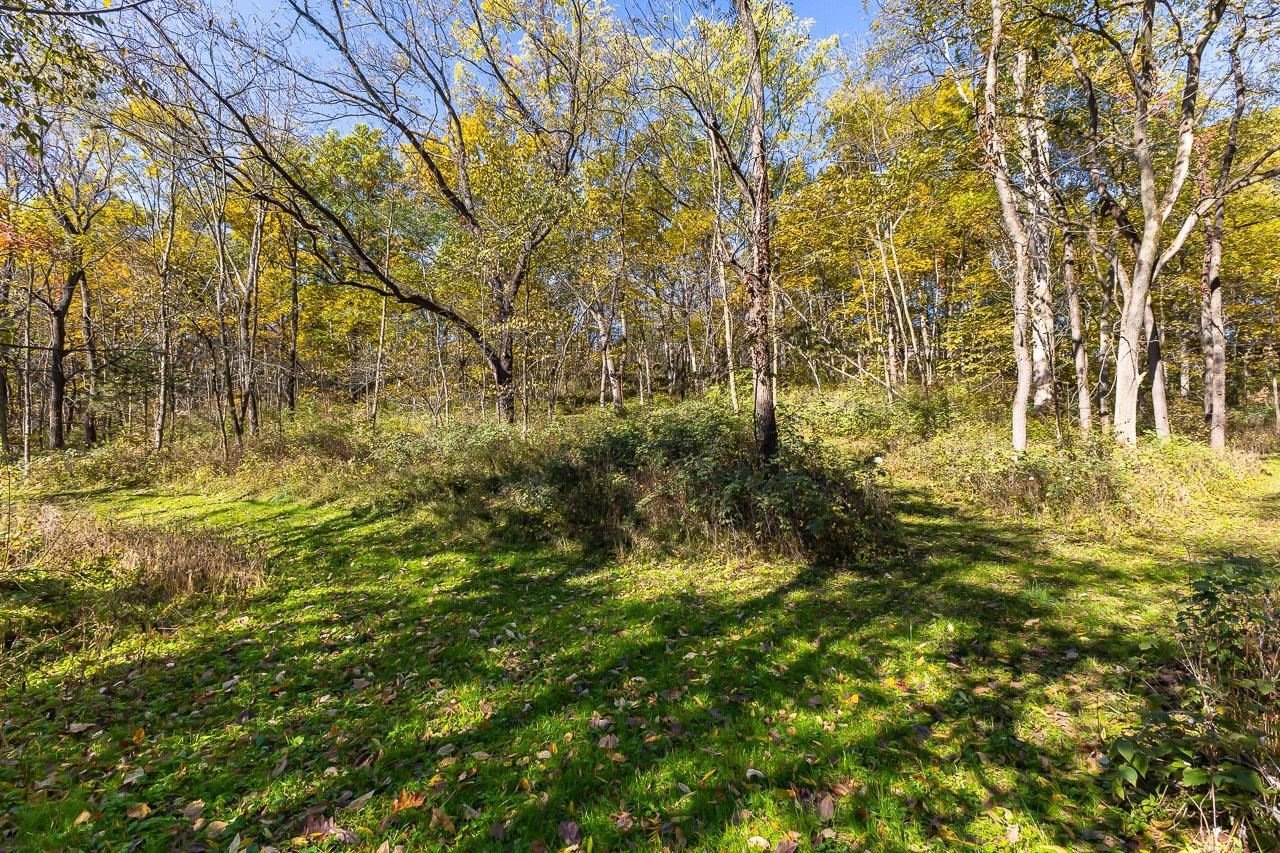 Wooded land with mature trees, leafy ground cover, and a small clearing.