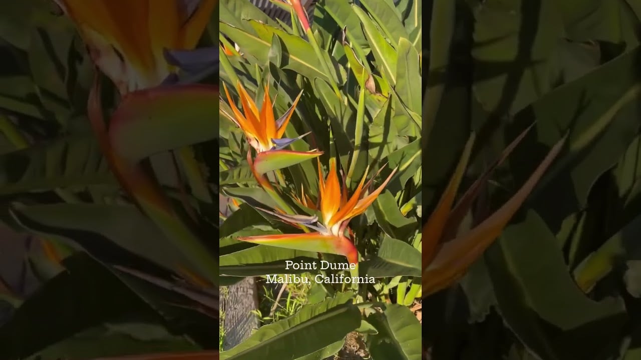 Point Dume Malibu Springtime