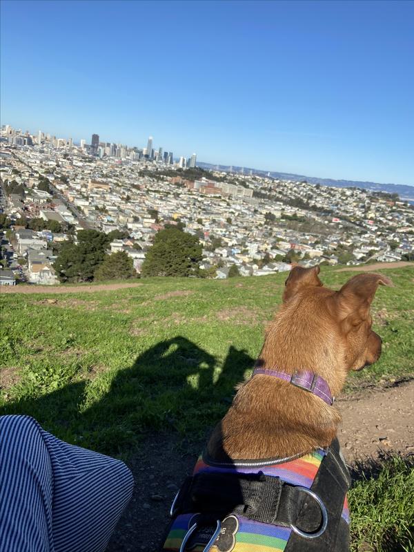 Dog at Bernal Heights Park overlooking panoramic views of San Francisco city.