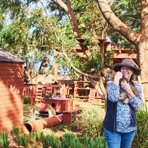 A Little Island with a Big Heart: Inside the Lāna‘i Cat Sanctuary