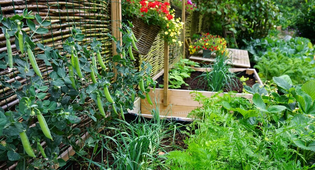 How To Start A Kitchen Garden
