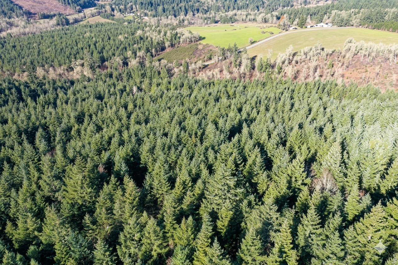 Liberty Forest Auction