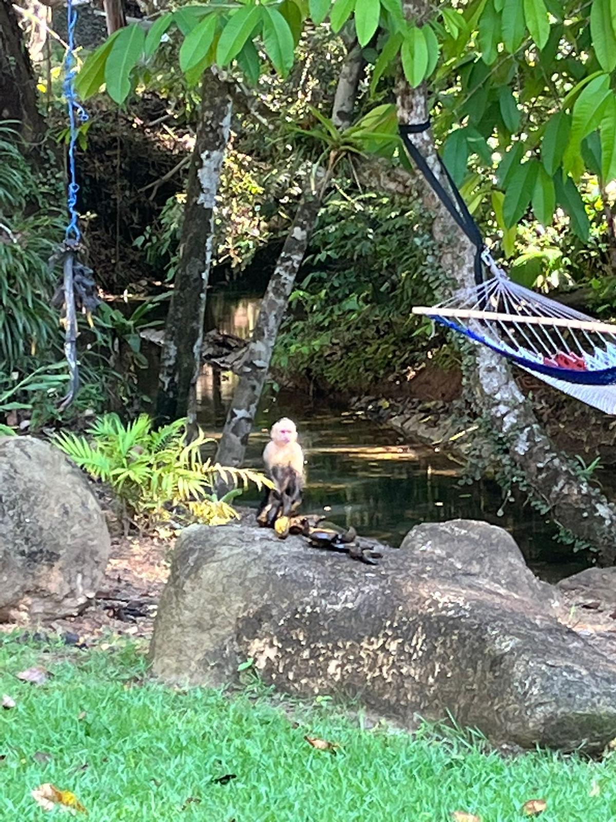 Villa Shanti: Luxurious 3-Bedroom Jungle Home in Ojochal, Costa Rica