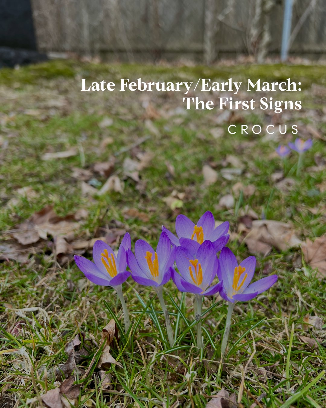 Spring Bloom Guide - Westchester County, NY + Fairfield County, CT