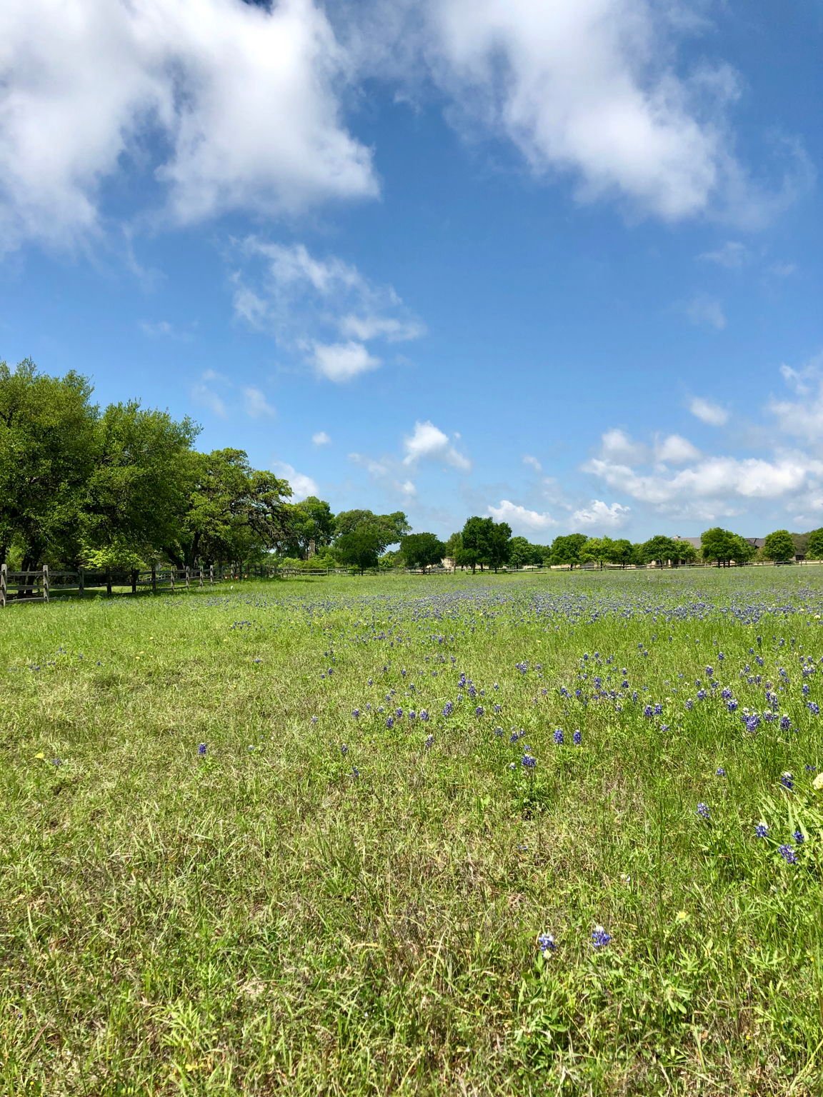 100 Dario Dr. Dripping Springs  Tx 78620