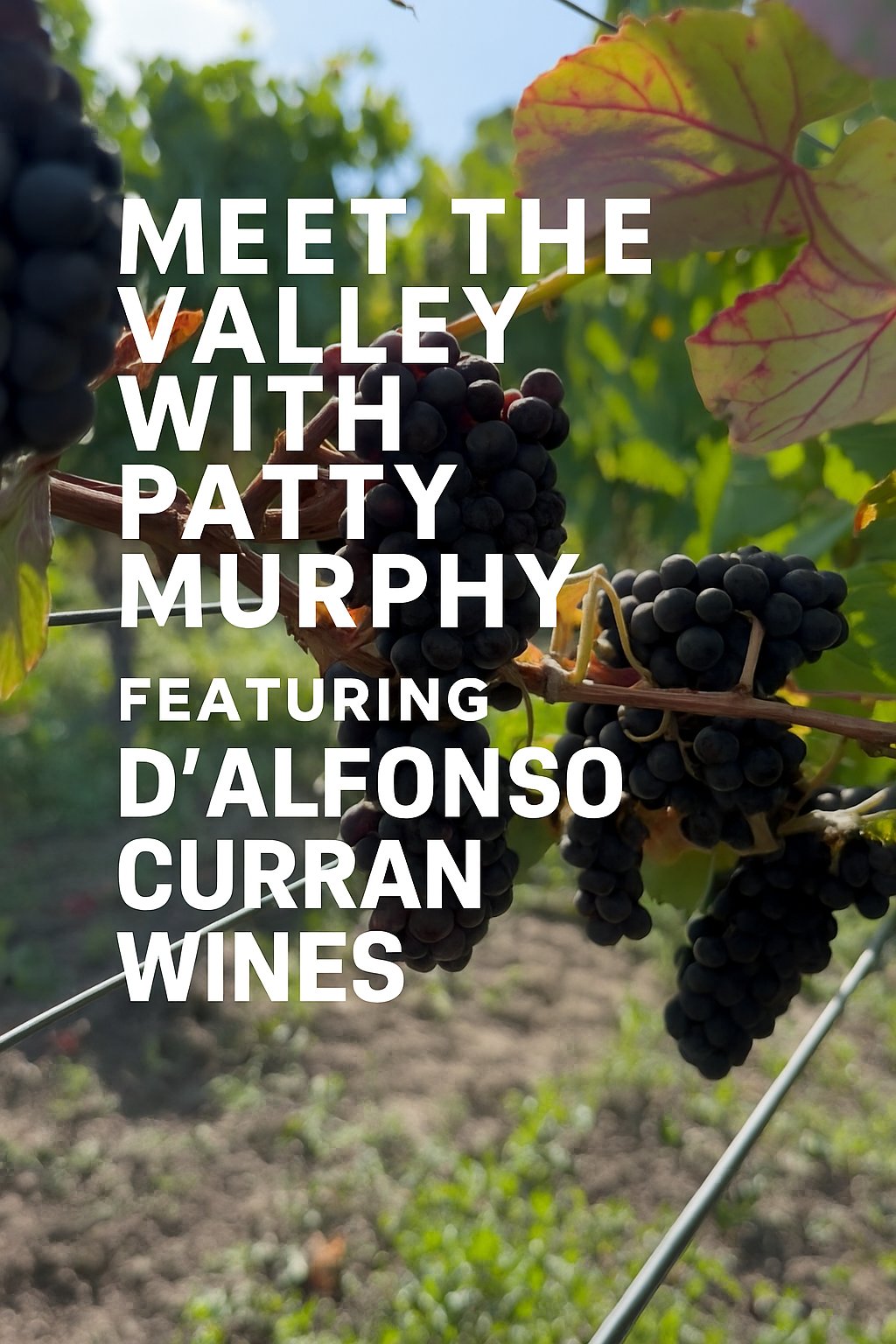 Meet the Valley: D'Alfonso Curran Wines