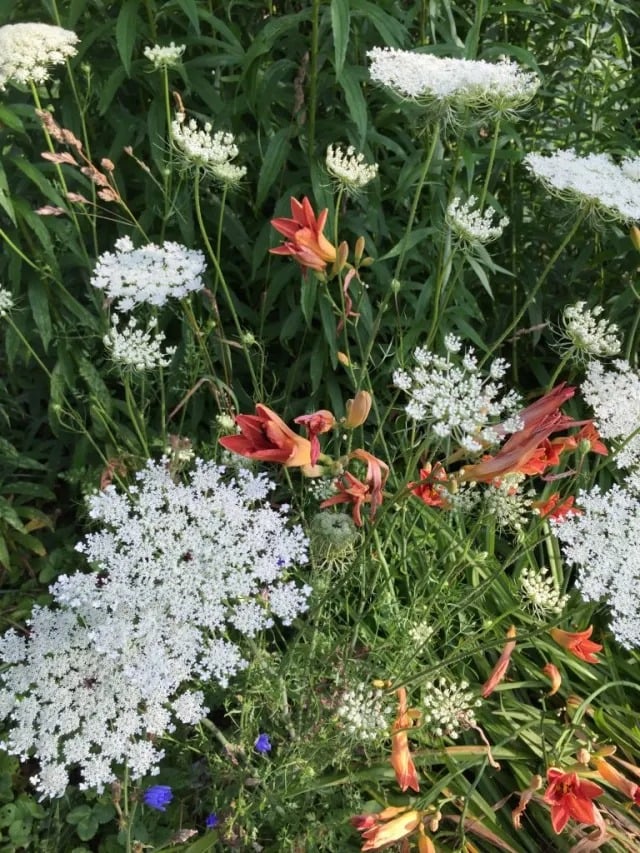 Farm Animals + Flowers