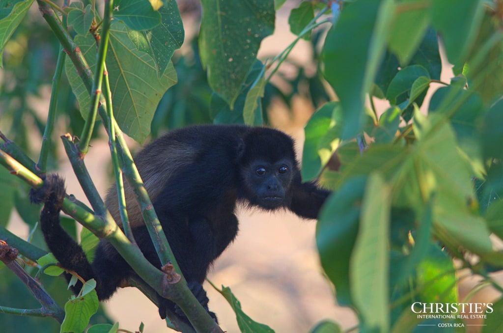 Finca Austria - A 148-Acre Private Estate with Residences, Infrastructure & Expansion Potential