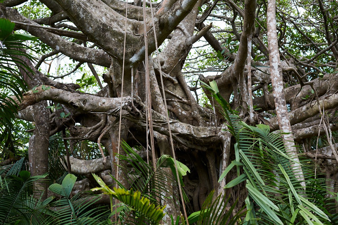 Finca Gomez | 214 Hectares | Ocean Views, Rivers & Development Potential – Guanacaste