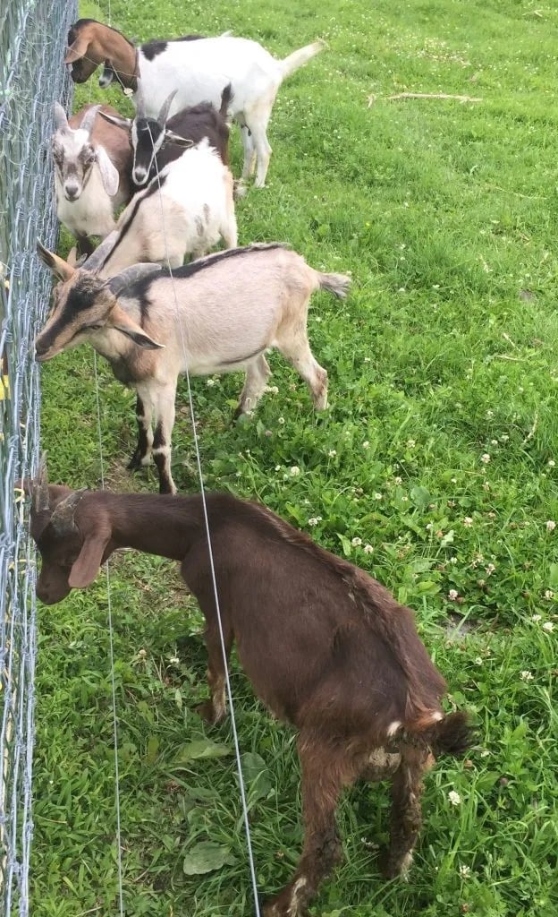 Farm Animals + Flowers